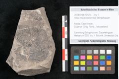 Foto (Objekt + Etikett) von Alnus novae zeelandiae Ettingshausen (NHMW-GEO-2024-0188-10129)